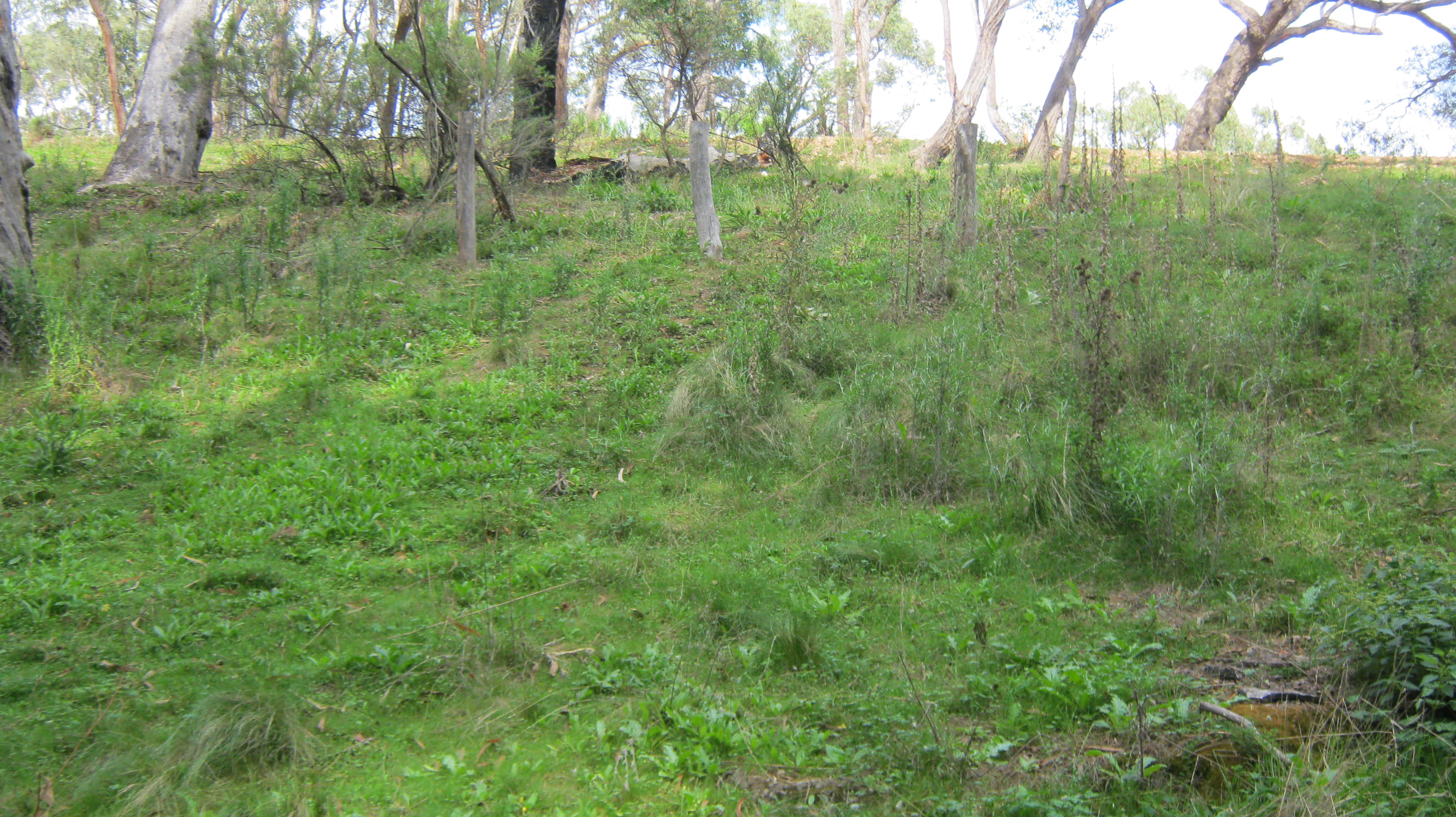 Around the Campsite - After 1/2